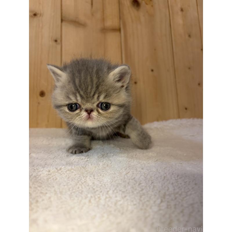 販売中の京都府のエキゾチックショートヘア-139720の15枚目