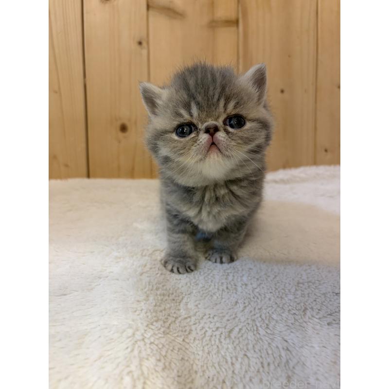 販売中の京都府のエキゾチックショートヘア-139720の13枚目