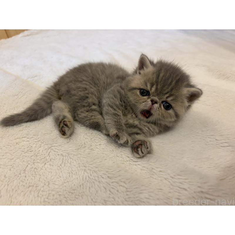 販売中の京都府のエキゾチックショートヘア-139720の12枚目