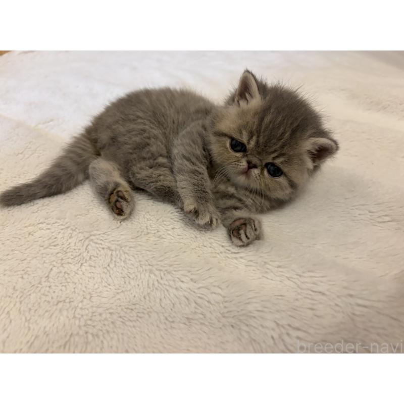 販売中の京都府のエキゾチックショートヘア-139720の11枚目