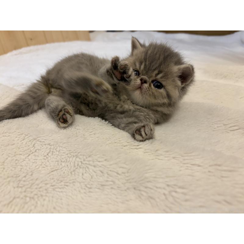 販売中の京都府のエキゾチックショートヘア-139720の10枚目