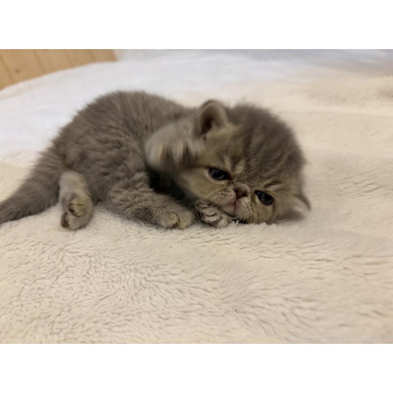 販売中の京都府のエキゾチックショートヘア-139720の9枚目