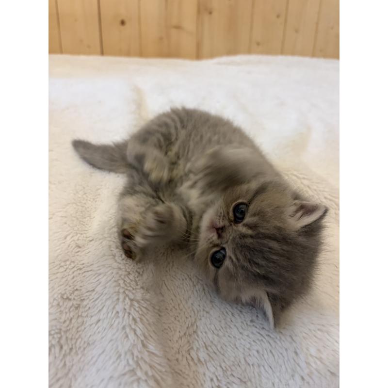 販売中の京都府のエキゾチックショートヘア-139720の8枚目