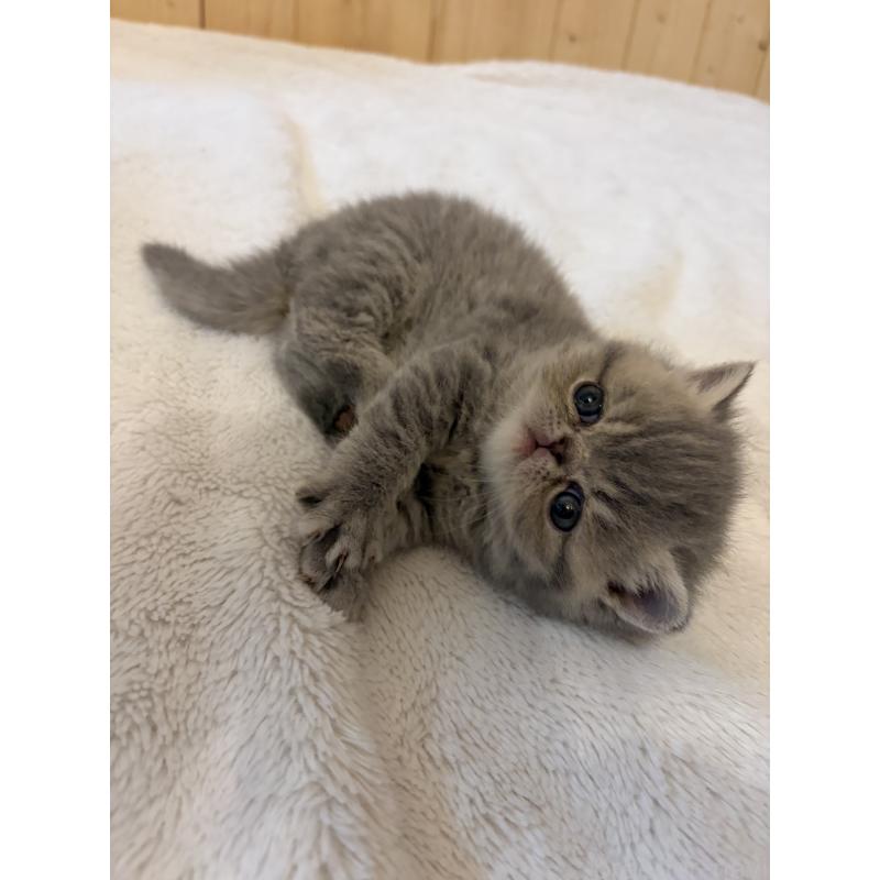 販売中の京都府のエキゾチックショートヘア-139720の7枚目