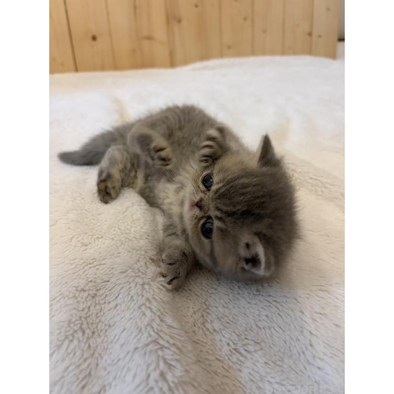 販売中の京都府のエキゾチックショートヘア-139720の5枚目