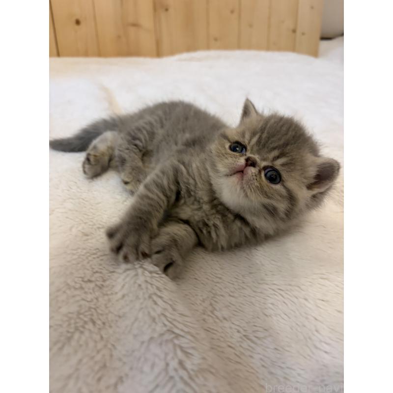 販売中の京都府のエキゾチックショートヘア-139720の4枚目