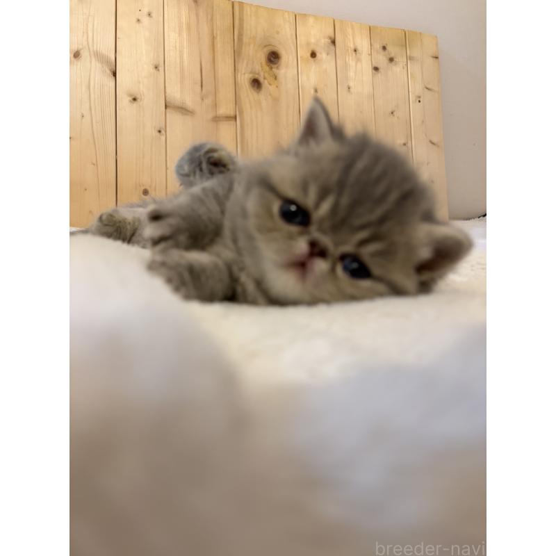 販売中の京都府のエキゾチックショートヘア-139720の3枚目