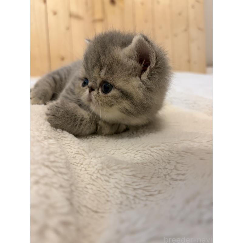 販売中の京都府のエキゾチックショートヘア-139720の2枚目