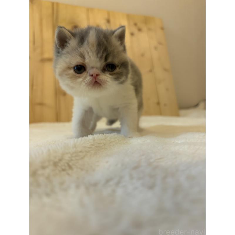 販売中の京都府のエキゾチックショートヘア-139721の13枚目