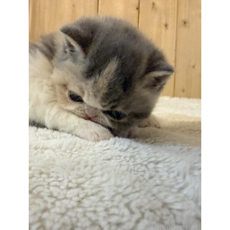 販売中の京都府のエキゾチックショートヘア-139721の12枚目