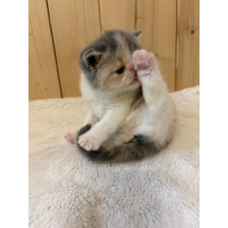 販売中の京都府のエキゾチックショートヘア-139721の11枚目