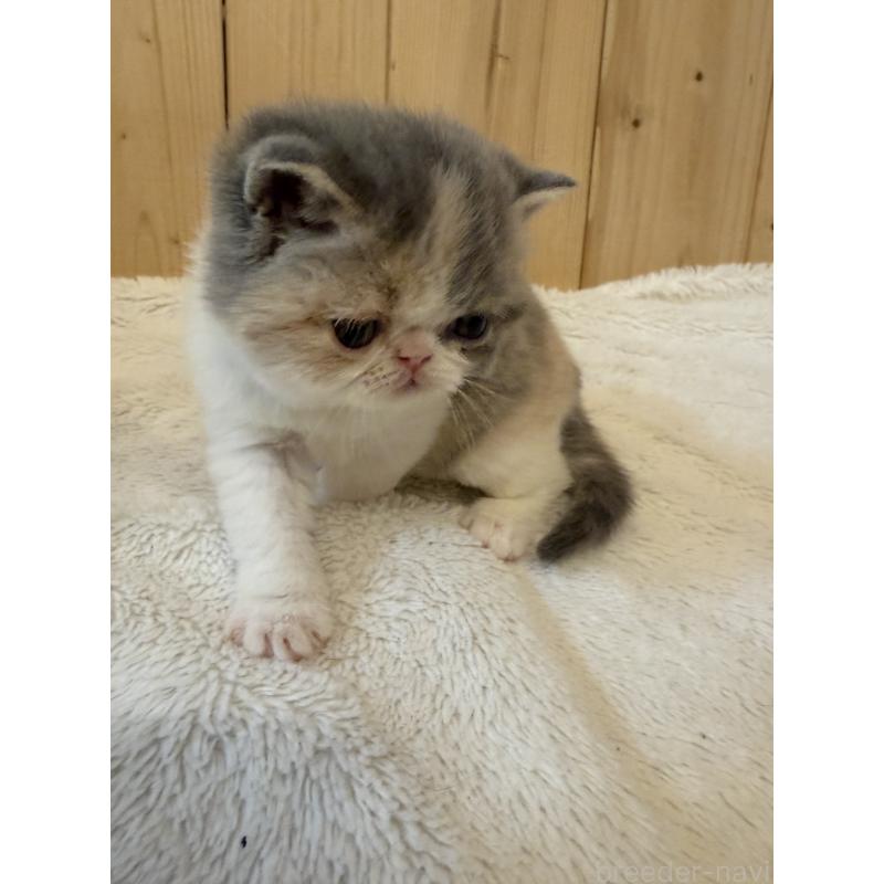 販売中の京都府のエキゾチックショートヘア-139721の10枚目