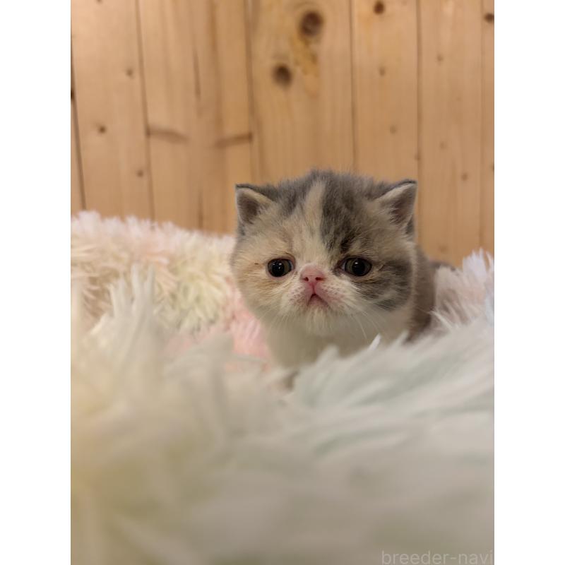 販売中の京都府のエキゾチックショートヘア-139721の9枚目