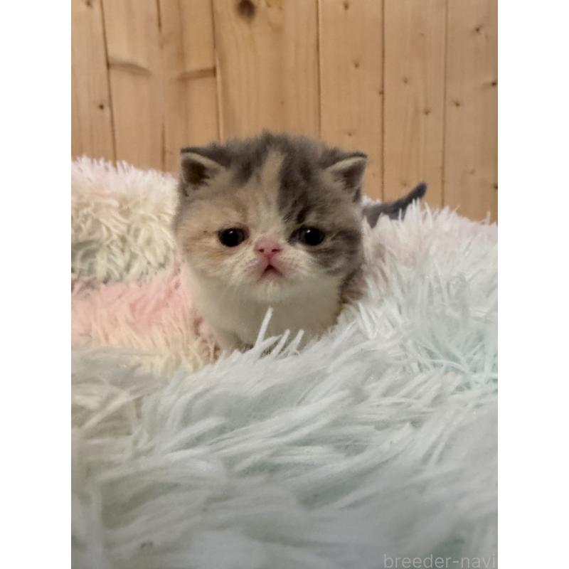 販売中の京都府のエキゾチックショートヘア-139721の8枚目