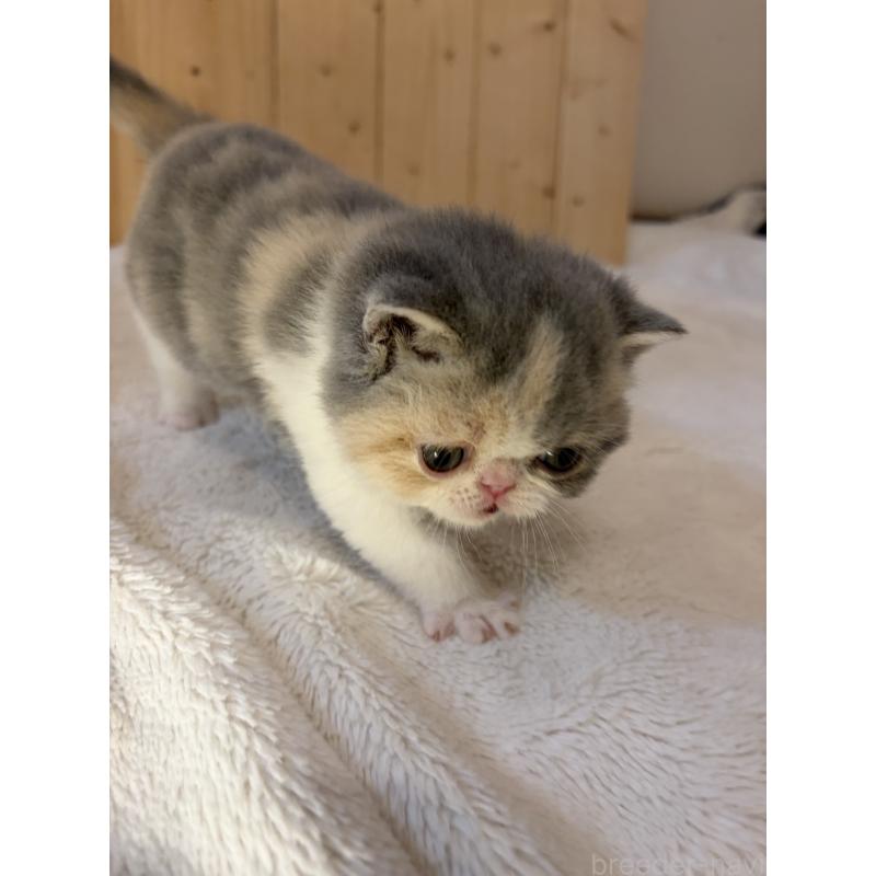 販売中の京都府のエキゾチックショートヘア-139721の7枚目