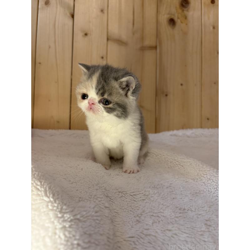 販売中の京都府のエキゾチックショートヘア-139721の6枚目