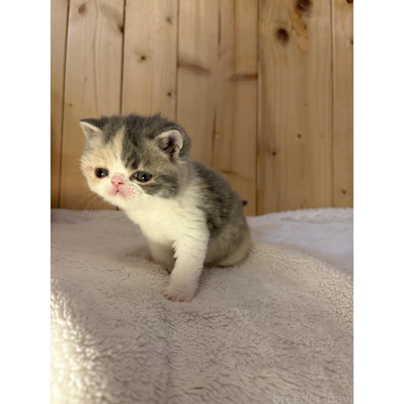 販売中の京都府のエキゾチックショートヘア-139721の4枚目