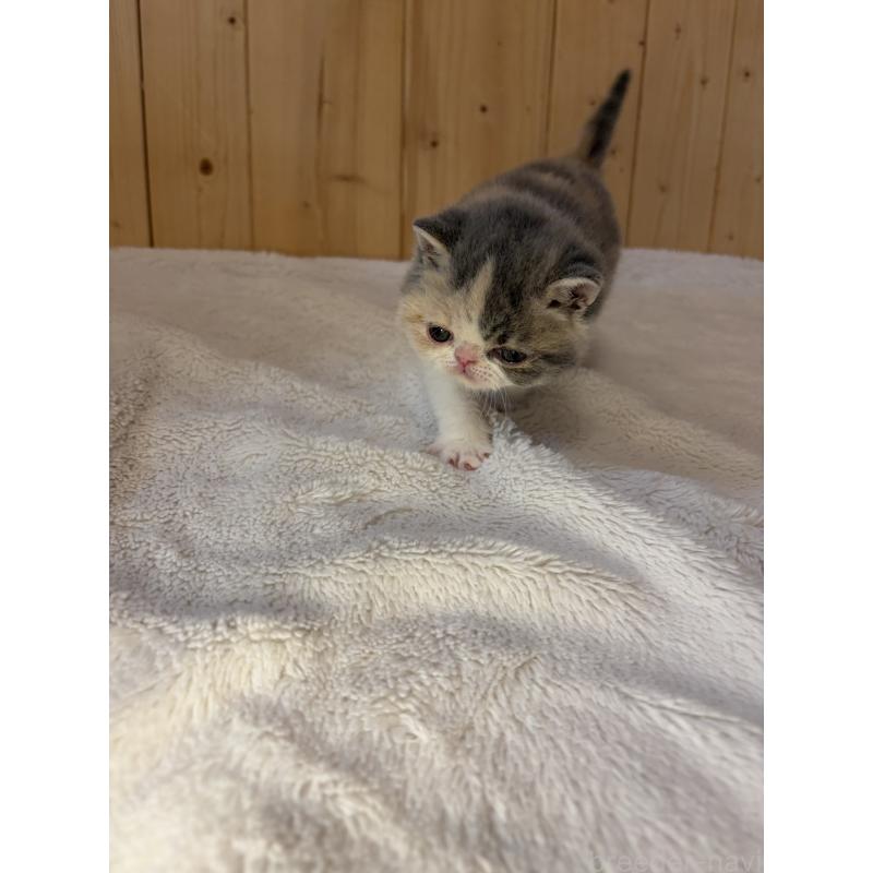 販売中の京都府のエキゾチックショートヘア-139721の3枚目