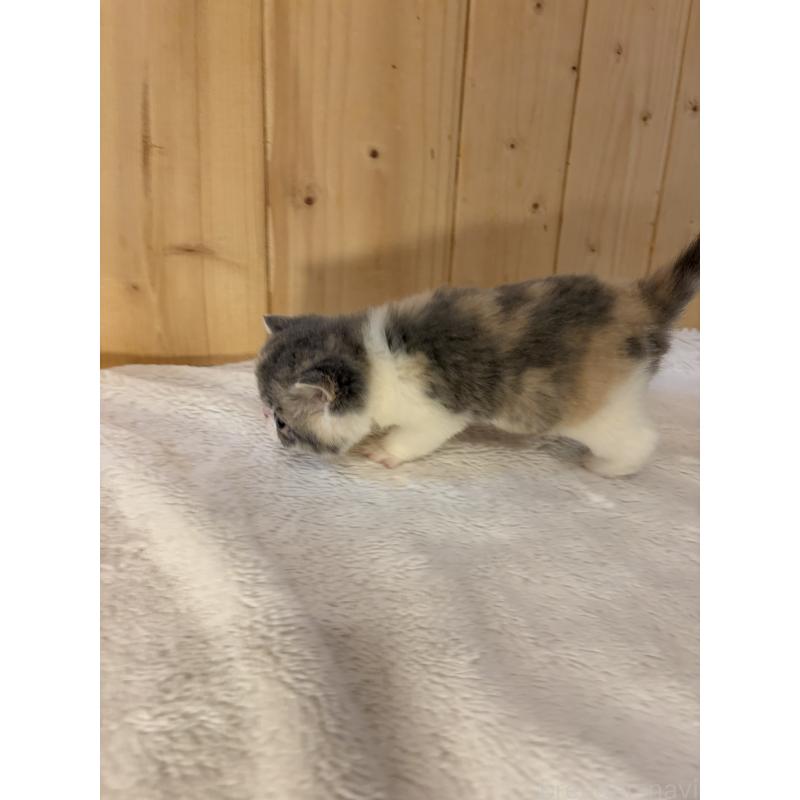 販売中の京都府のエキゾチックショートヘア-139721の2枚目