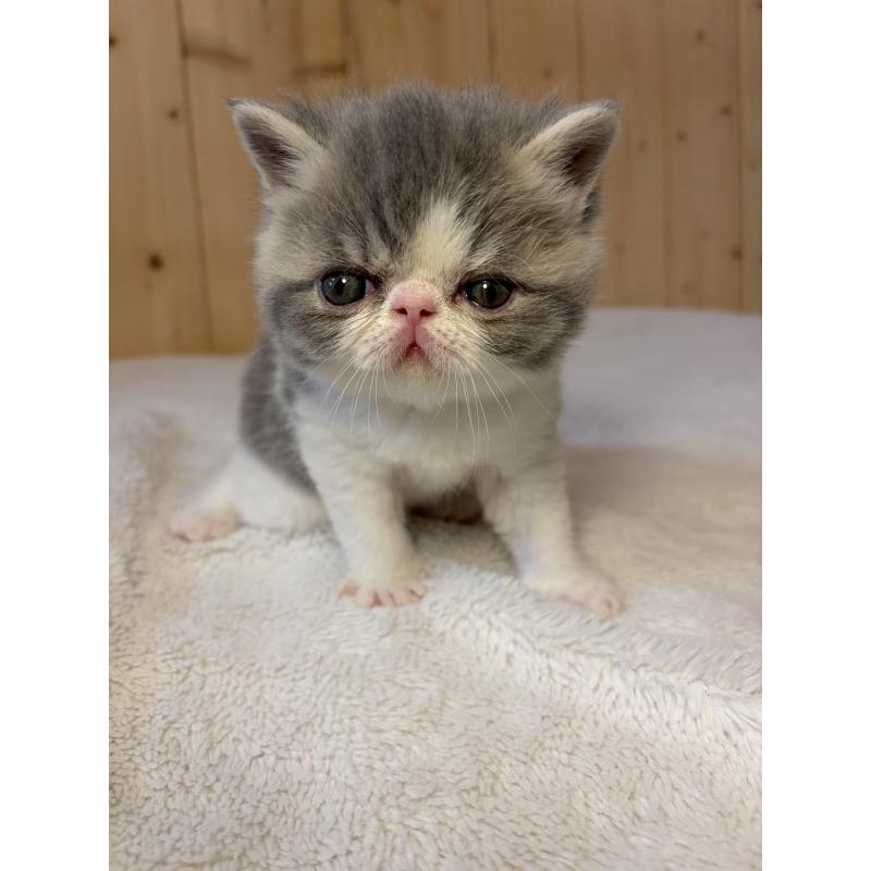 販売中の京都府のエキゾチックショートヘア-139722の11枚目