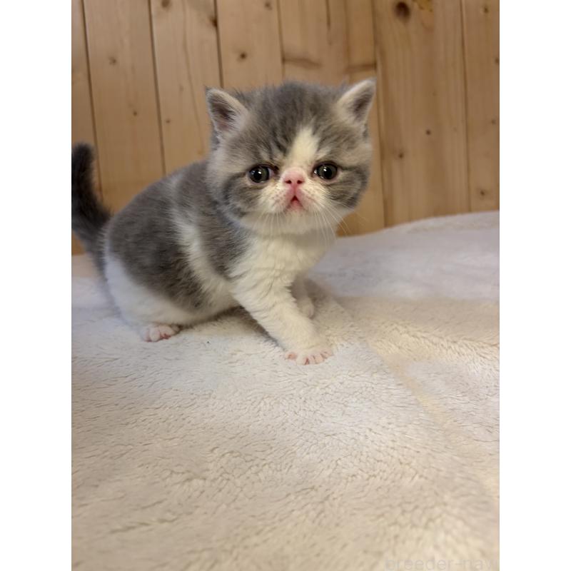 販売中の京都府のエキゾチックショートヘア-139722の10枚目