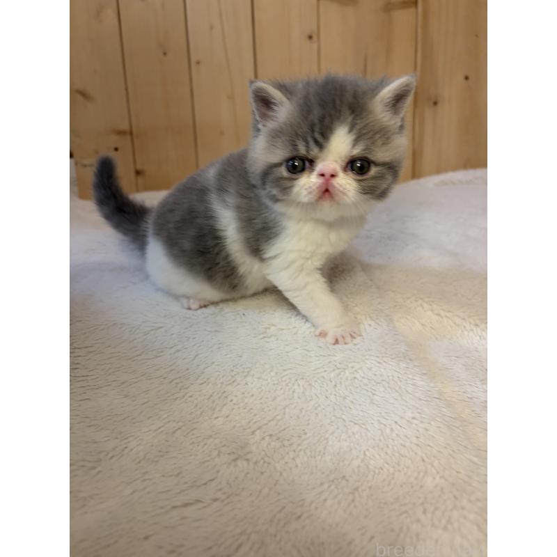 販売中の京都府のエキゾチックショートヘア-139722の9枚目