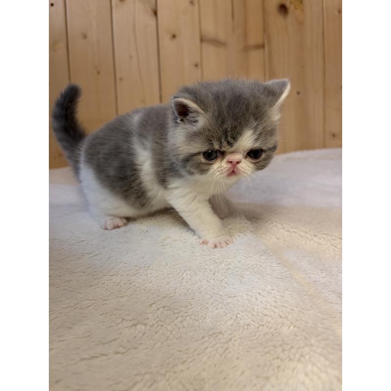 販売中の京都府のエキゾチックショートヘア-139722の8枚目