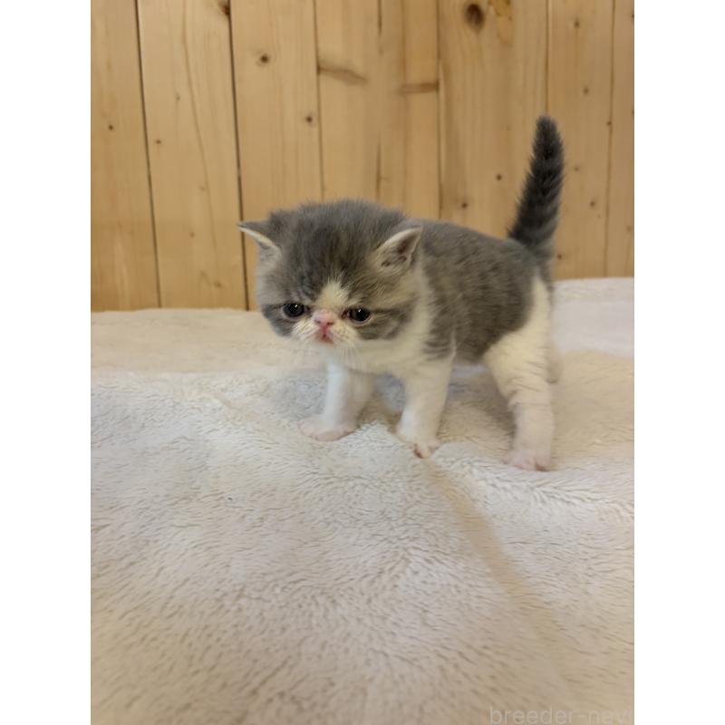 販売中の京都府のエキゾチックショートヘア-139722の7枚目