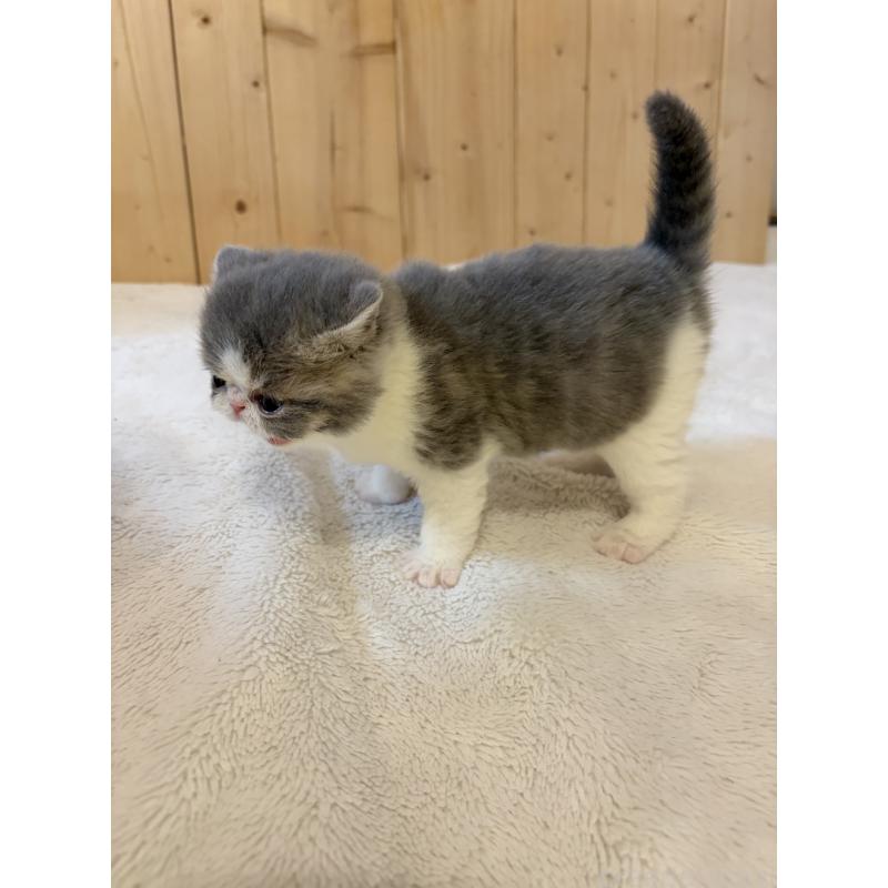 販売中の京都府のエキゾチックショートヘア-139722の6枚目