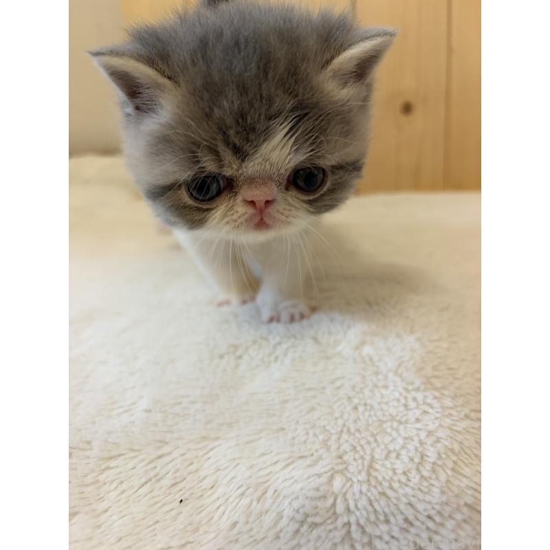 販売中の京都府のエキゾチックショートヘア-139722の5枚目