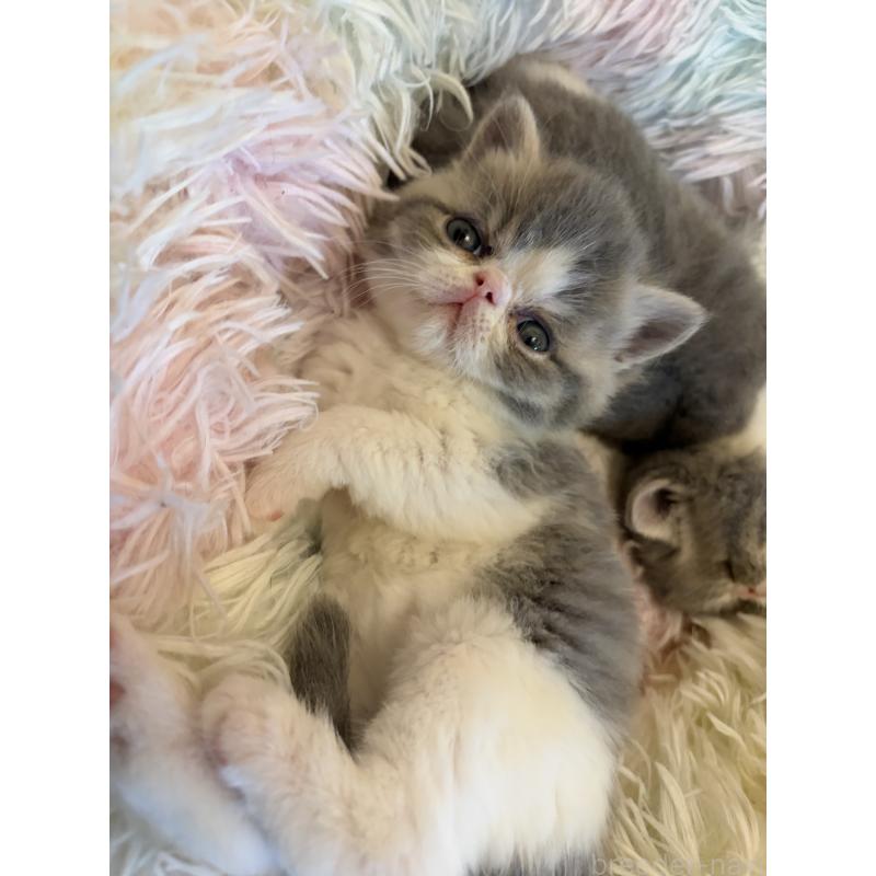 販売中の京都府のエキゾチックショートヘア-139722の3枚目