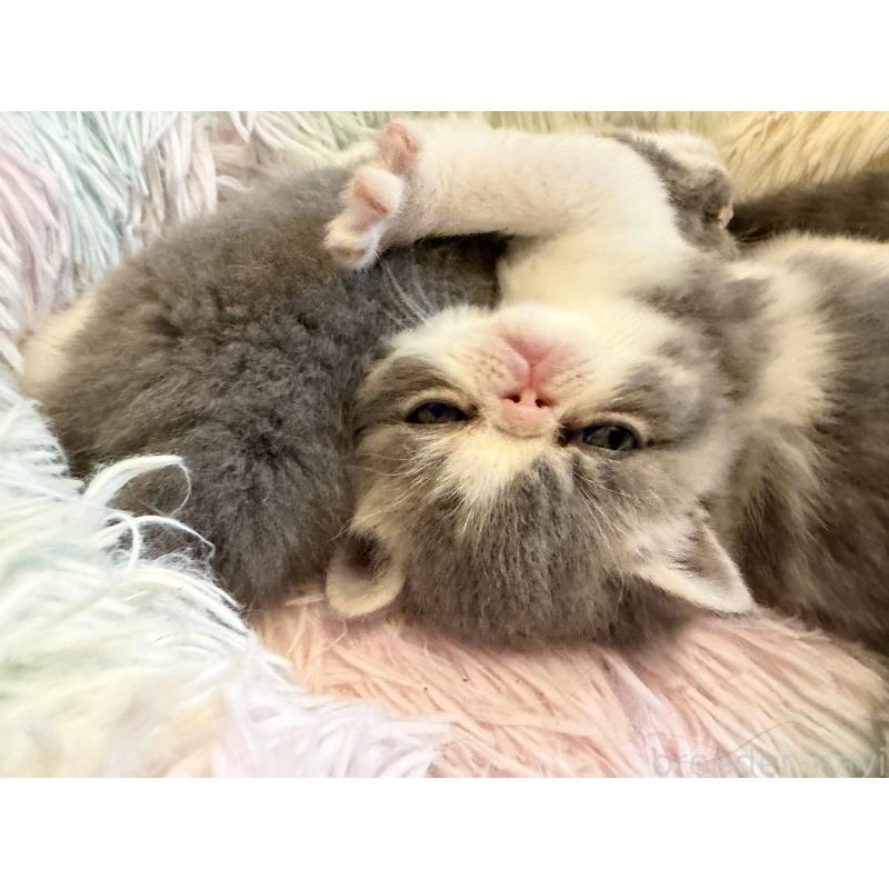 販売中の京都府のエキゾチックショートヘア-139722の2枚目