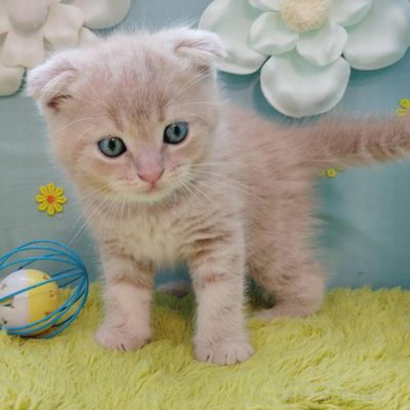 販売中の北海道のスコティッシュフォールド-137771