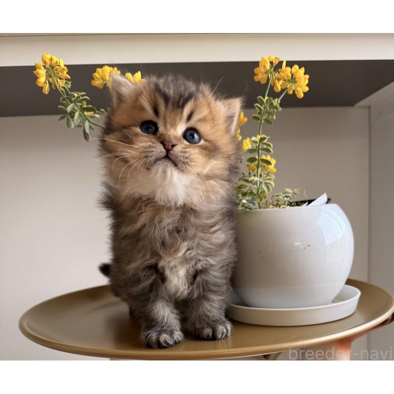 販売中の香川県のミヌエット-139727の12枚目