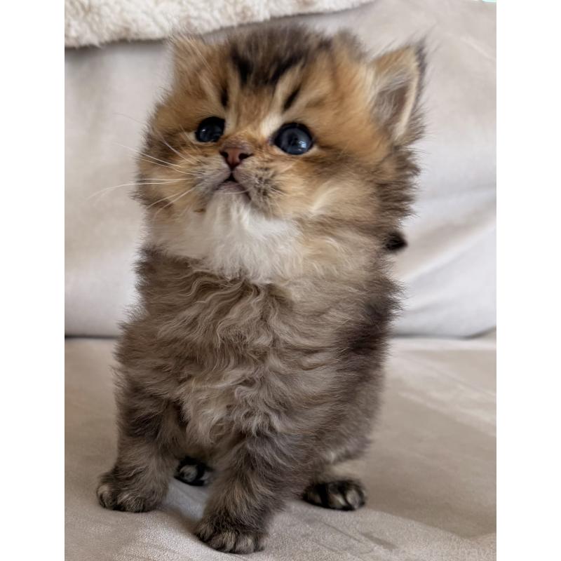 販売中の香川県のミヌエット-139727の11枚目