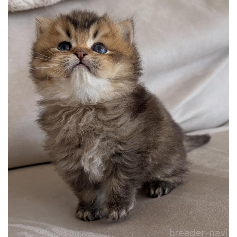 販売中の香川県のミヌエット-139727の10枚目