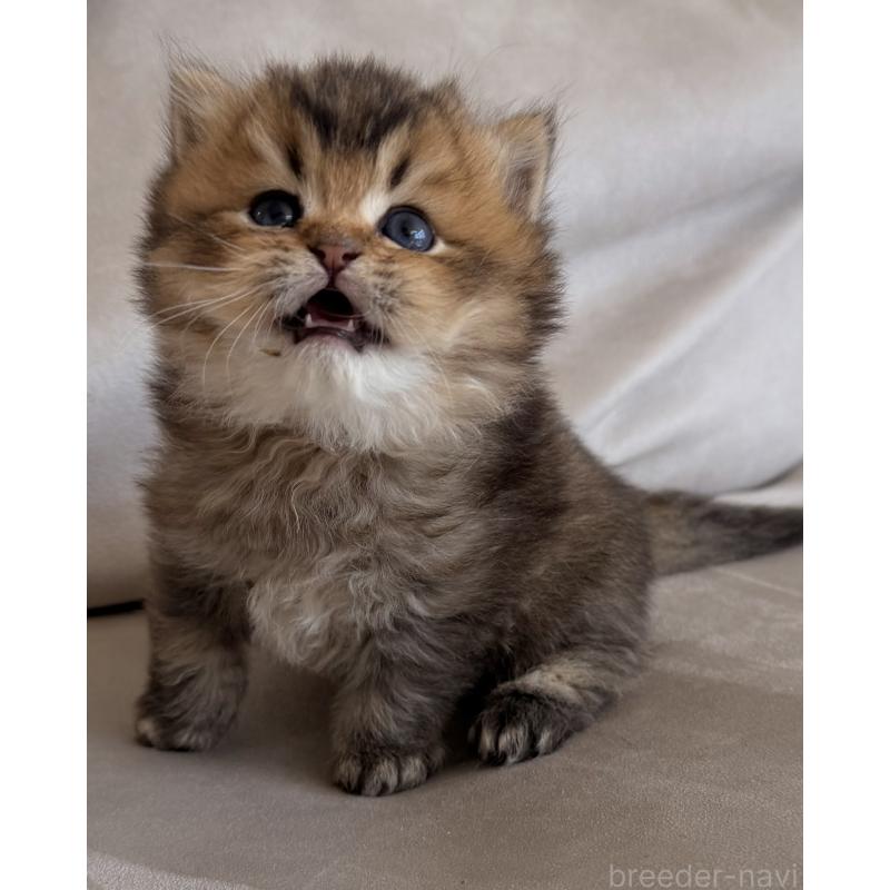 販売中の香川県のミヌエット-139727の9枚目