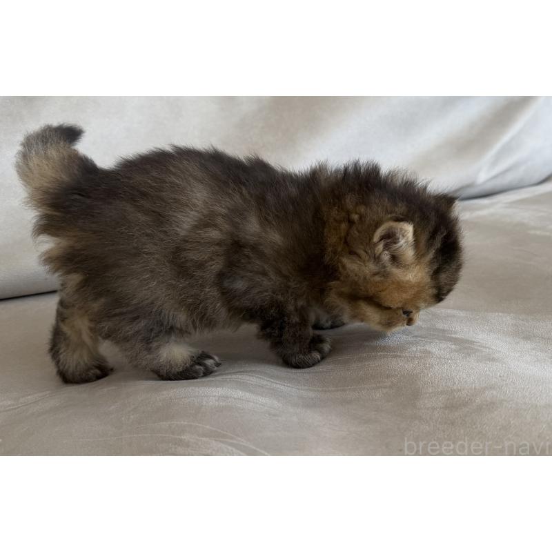 販売中の香川県のミヌエット-139727の8枚目