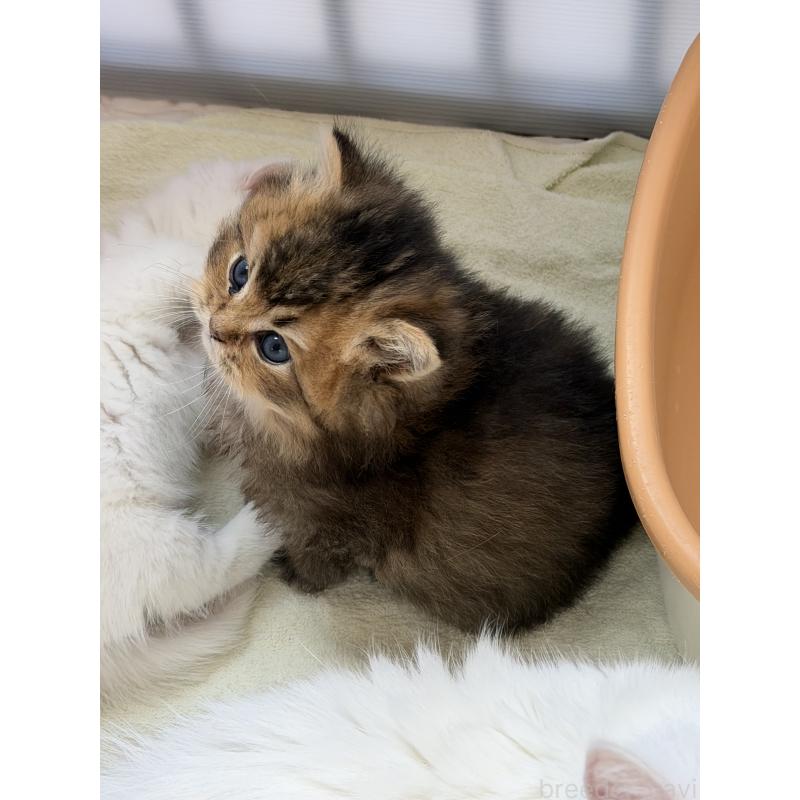 販売中の香川県のミヌエット-139727の7枚目