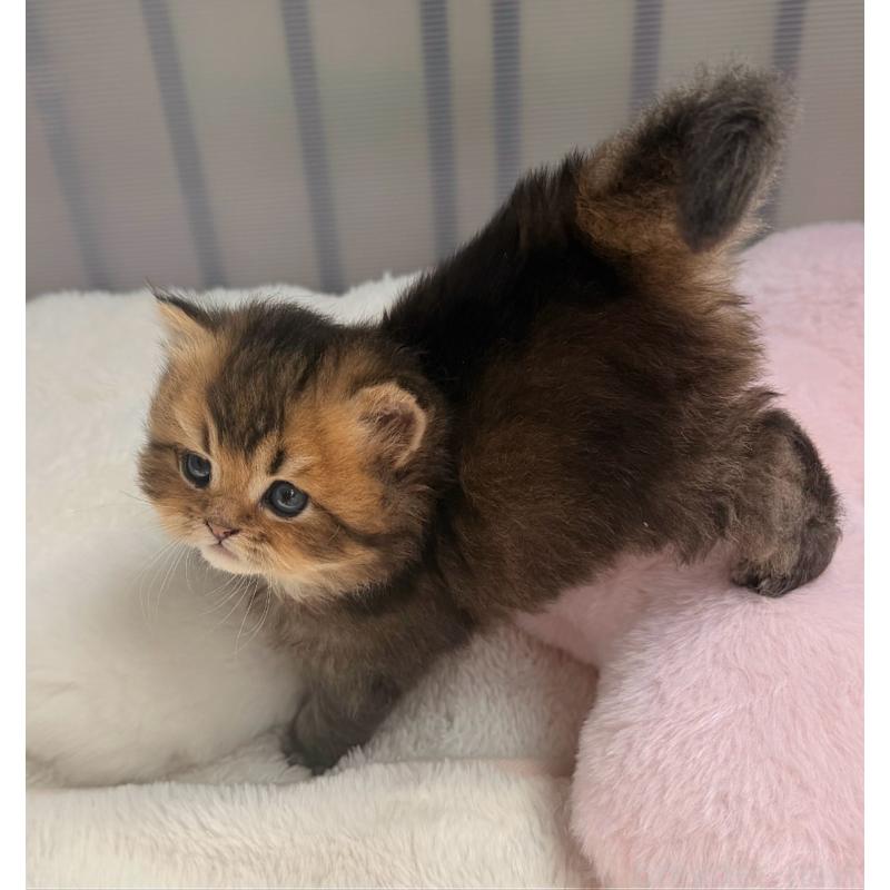 販売中の香川県のミヌエット-139727の6枚目