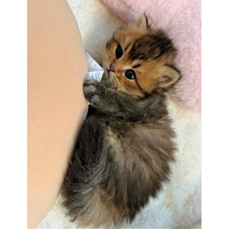 販売中の香川県のミヌエット-139727の5枚目