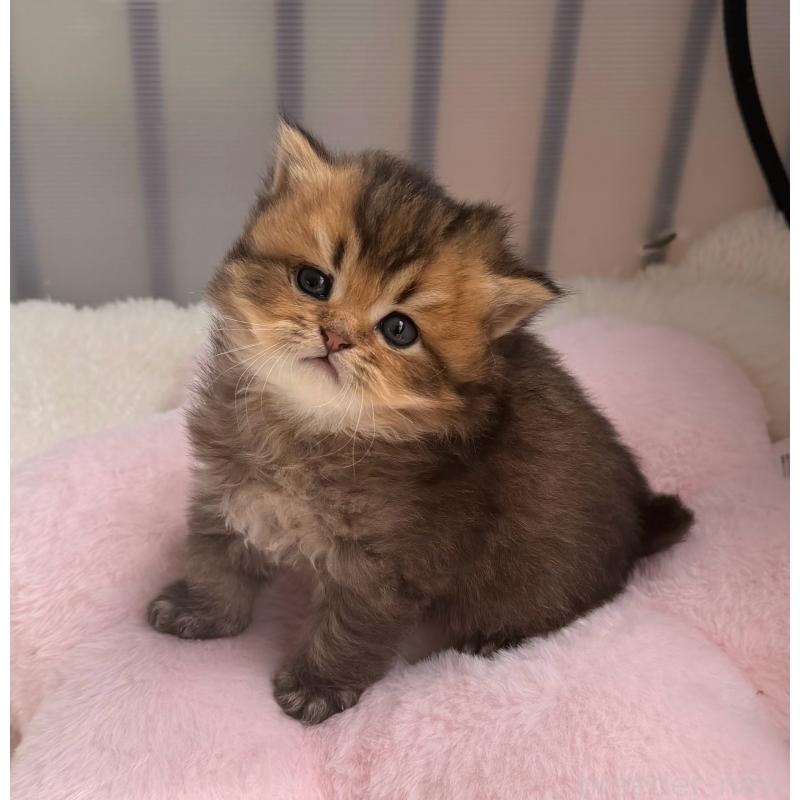 販売中の香川県のミヌエット-139727の4枚目