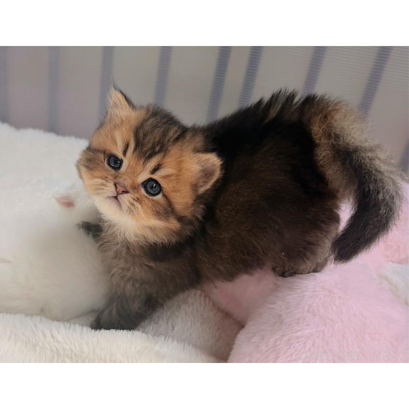 販売中の香川県のミヌエット-139727の3枚目