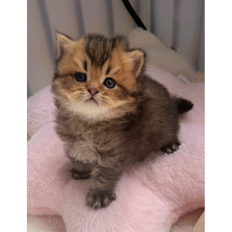 販売中の香川県のミヌエット-139727の2枚目