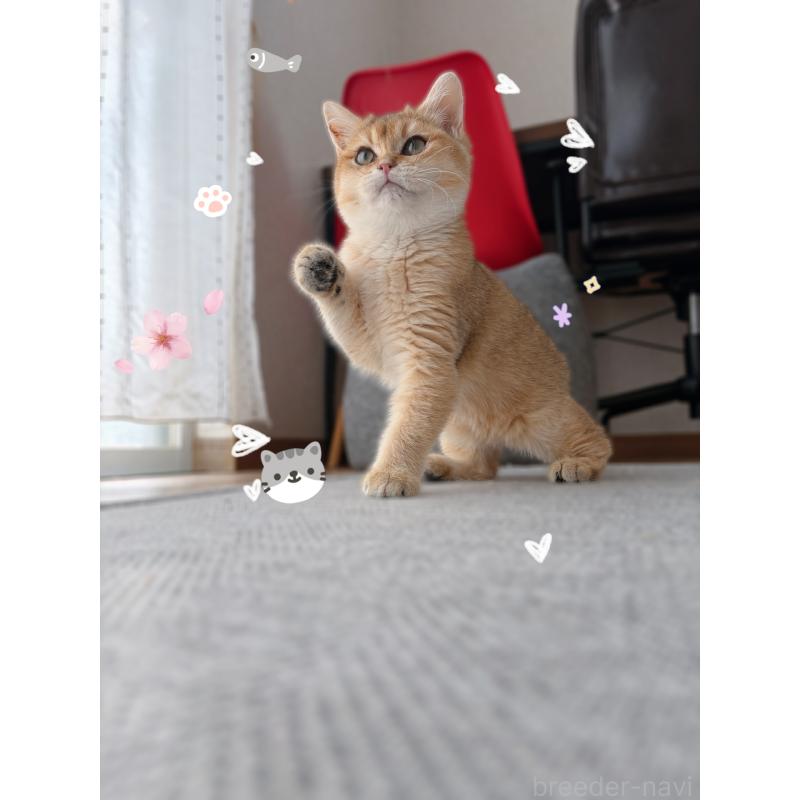 販売中の香川県のブリティッシュショートヘア-139728の5枚目