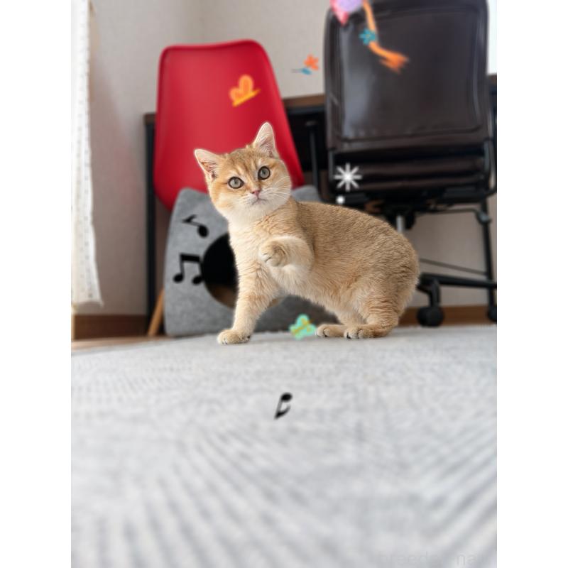 販売中の香川県のブリティッシュショートヘア-139728の4枚目