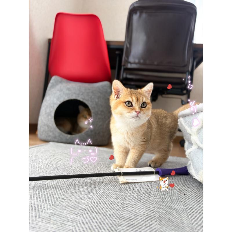 販売中の香川県のブリティッシュショートヘア-139728の3枚目