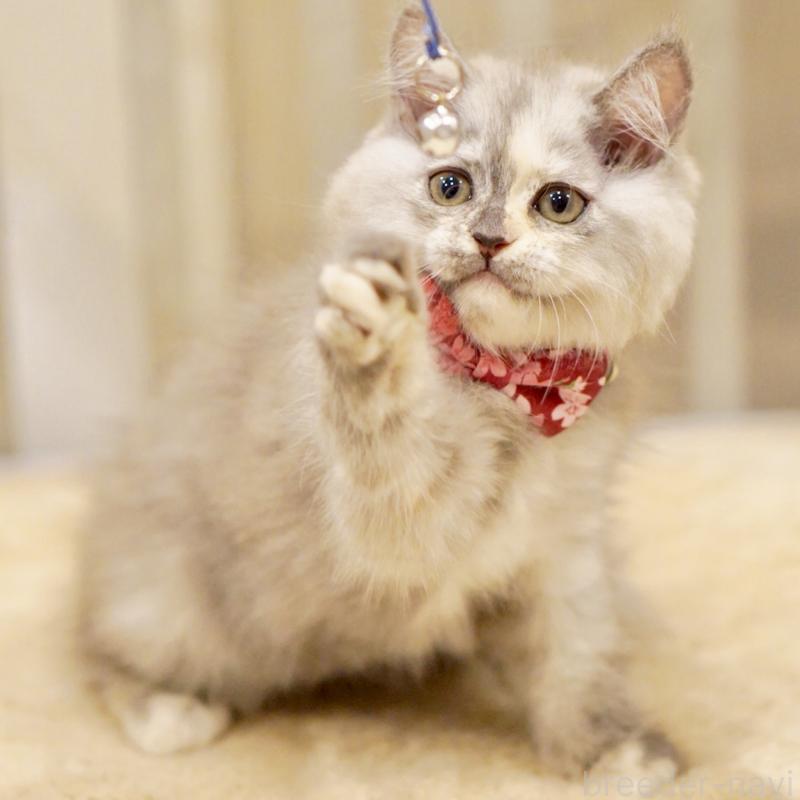 販売中の東京都のサイベリアン-136548