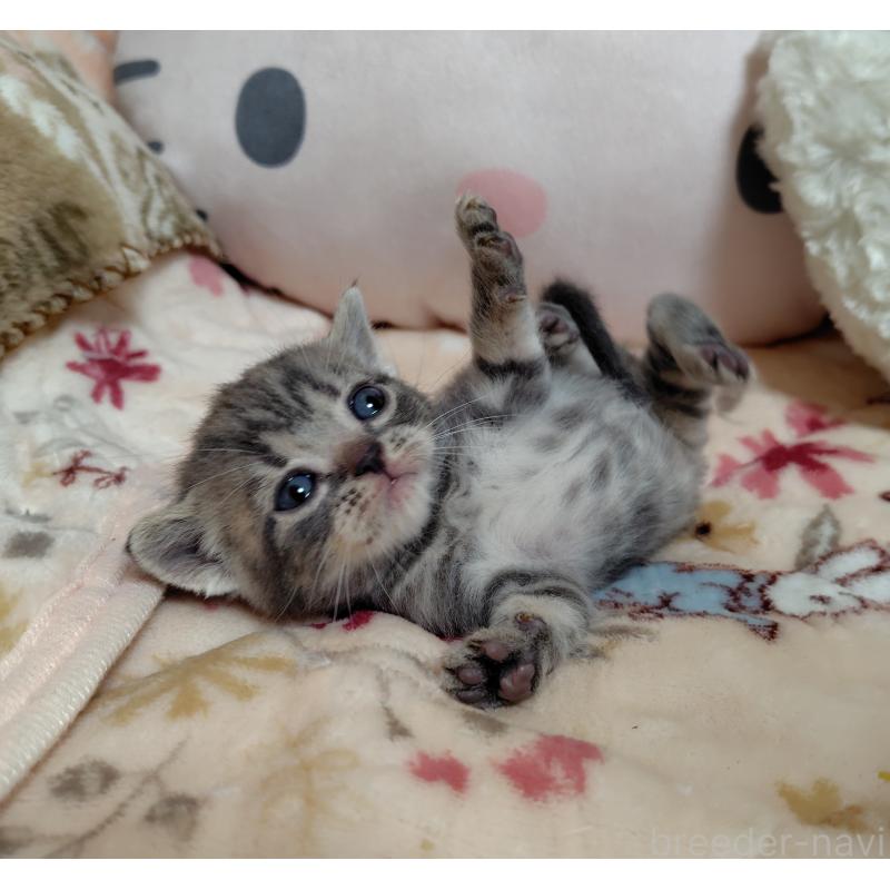 成約済の埼玉県のアメリカンショートヘア-139729の2枚目