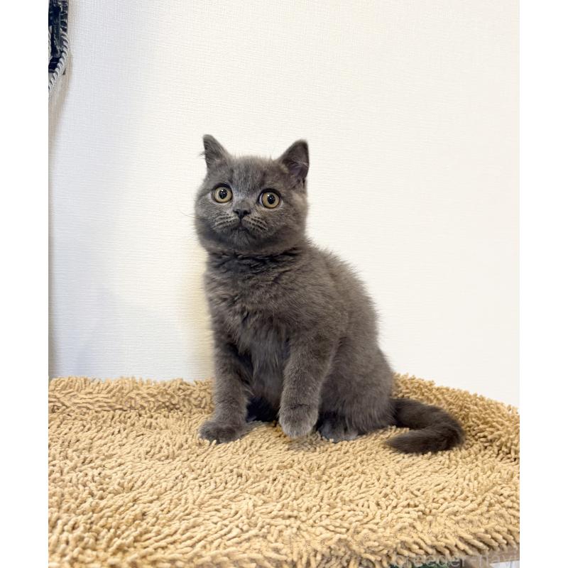 商談中の静岡県のブリティッシュショートヘア-139731の3枚目